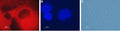 Anti-CLIC4 Antibody