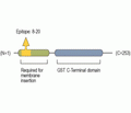 CLIC4 Blocking Peptide