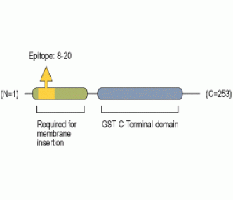 CLIC4 Blocking Peptide