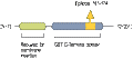 Anti-CLIC5 Antibody