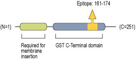 Anti-CLIC5 Antibody