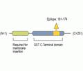 CLIC5 Blocking Peptide