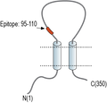 Anti-PACC1/TMEM206 (extracellular) Antibody