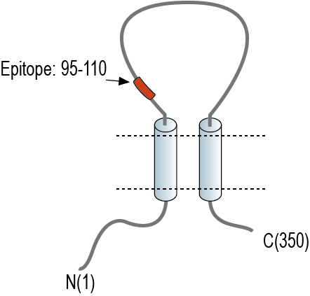 Anti-PACC1/TMEM206 (extracellular) Antibody