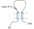 PACC1/TMEM206 (extracellular) Blocking Peptide