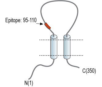 PACC1/TMEM206 (extracellular) Blocking Peptide