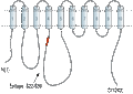 Anti-PMCA2 Antibody