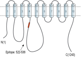 Anti-PMCA2 Antibody