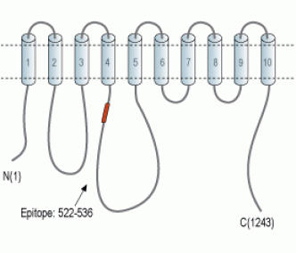 PMCA2 Blocking Peptide