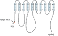 Anti-PMCA3 Antibody