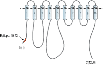 Anti-PMCA3 Antibody