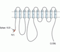 PMCA3 Blocking Peptide