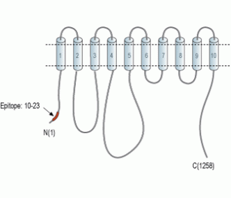 PMCA3 Blocking Peptide