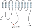 Anti-PMCA4 Antibody