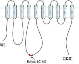 Anti-PMCA4 Antibody