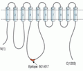 PMCA4 Blocking Peptide