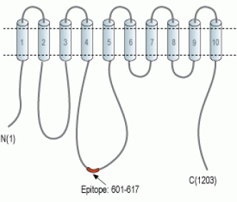 PMCA4 Blocking Peptide