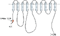 Anti-PMCA1 Antibody