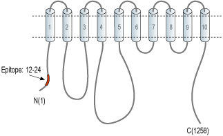 Anti-PMCA1 Antibody
