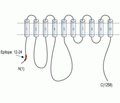 PMCA1 Blocking Peptide