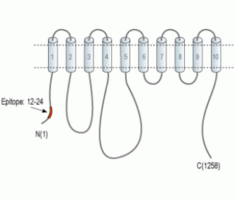 PMCA1 Blocking Peptide
