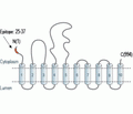 SERCA1 Blocking Peptide