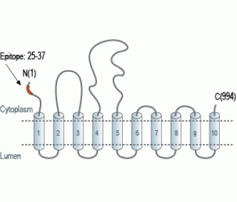 SERCA1 Blocking Peptide