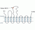SERCA2 Blocking Peptide