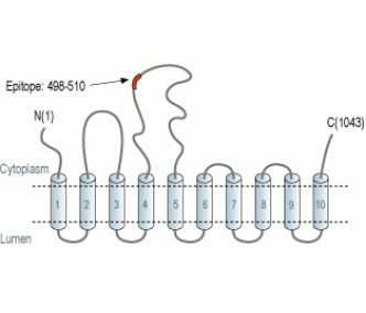 SERCA2 Blocking Peptide
