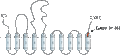 Anti-SERCA3 Antibody