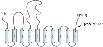 Anti-SERCA3 Antibody