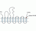 SERCA3 Blocking Peptide