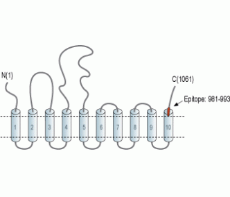 SERCA3 Blocking Peptide