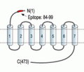 Cannabinoid Receptor 1 (extracellular) Blocking Peptide