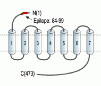 Cannabinoid Receptor 1 (extracellular) Blocking Peptide