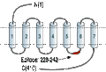 Anti-Cannabinoid Receptor 2 Antibody