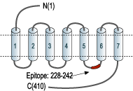Anti-Cannabinoid Receptor 2 Antibody