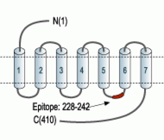 Cannabinoid Receptor 2 Blocking Peptide