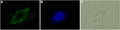 Anti-Human Cannabinoid Receptor 2 (extracellular) Antibody
