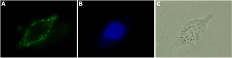 Anti-Human Cannabinoid Receptor 2 (extracellular) Antibody