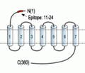 Human Cannabinoid Receptor 2 (extracellular) Blocking Peptide