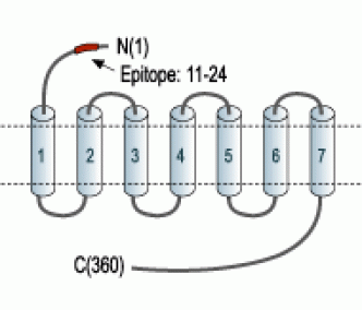 Human Cannabinoid Receptor 2 (extracellular) Blocking Peptide