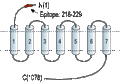 Anti-Calcium Sensing Receptor (extracellular) Antibody