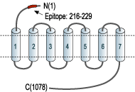 Anti-Calcium Sensing Receptor (extracellular) Antibody