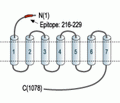 Calcium Sensing Receptor (extracellular) Blocking Peptide