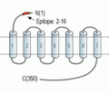 Human CXCR1 (extracellular) Blocking Peptide