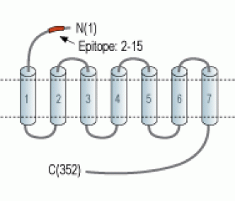 CXCR4 (extracellular) Blocking Peptide