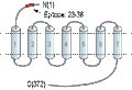 Anti-Human CXCR5 (extracellular) Antibody