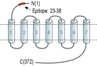 Anti-Human CXCR5 (extracellular) Antibody
