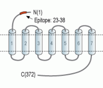 Human CXCR5 (extracellular) Blocking Peptide